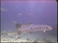 Diving with Barracudas in Cancun