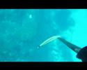 Spearfishing Pescasub dentice 1,5 chili Porto