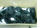 Schnauzer Caesarean litter