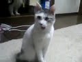 Watch 'Gato con la boca abierta, está sorprendido'