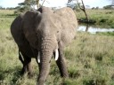 2008_Tanzania-_Serengeti_sloni