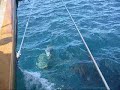 TWO THOUSAND DOLPHINS