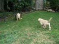 video 7, GoldRocks Sweet girl andTiny Taylor