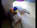 Patos asesinados por perro