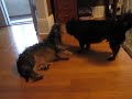 Dante vs. Abby -- Grudge match