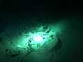 Cave diving paul vermeulen borneo sipadan sliedrecht
