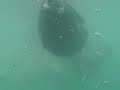 Cagedive South Africa Cagedive South Africa