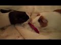 Timothy and Petunia fighting over food