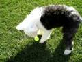 videos de Bert kind of playing fetch