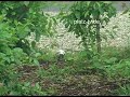 Albino Amsel ?