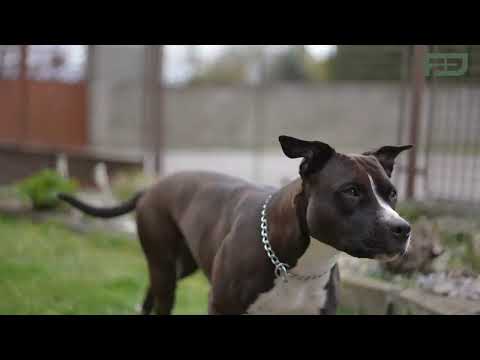 Video Prodej dům Rodinný, 122㎡|Středočeský kraj, Benešov, Teplýšovice, Čeňovice, 28, 25601