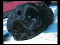 (Chow Chow) Dai Lan und Di Ka Tchou tr�umen von gro�en Taten