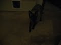 Siamese Cat Meowing Loudly Siamese Cat Meowing Loudly