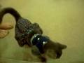 videos de cat with clothes on
