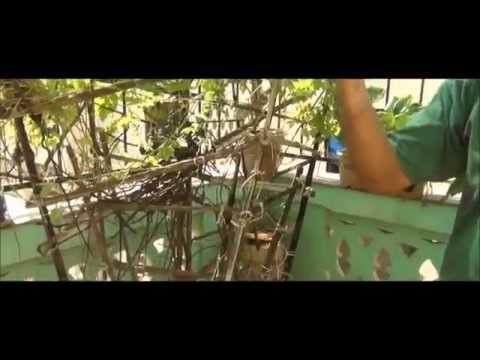 how to grow bhindi in pots