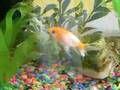 videos de Goldfish
