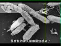 Nanking Massacre-Japanese Atrocities Against Humanity