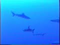 Rangiroa Shark Dive Rangiroa Shark Dive
