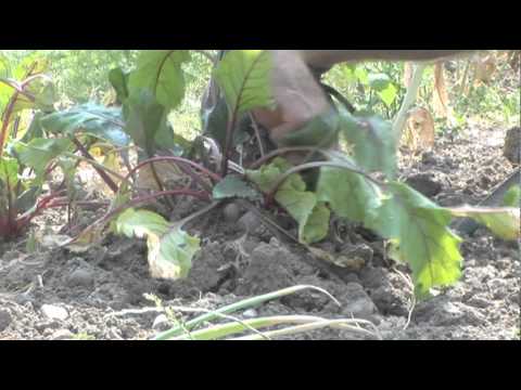 how to harvest beetroot