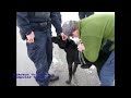 Canine Remote Deployment System Mark I