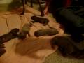 2009-01-06 | Weimaraner puppy video #2 ~> Weimaraner puppy video #2. ... (01:05)