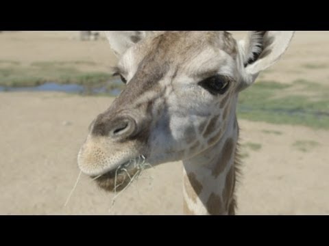 At - Subscribe to ITN News! http://bit.ly/1bmWO8h A baby giraffe who spent 39 days in intensive care has been re-introduced to the herd at San Diego zoo. Baby Ler...