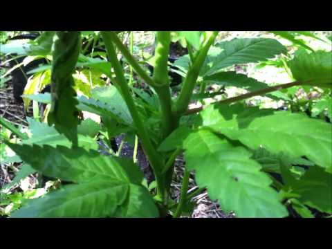 how to fertilize og kush