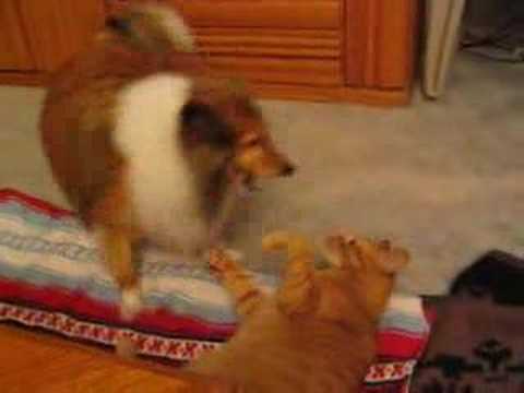 Sheltie and cat play fight
