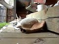 Cutting antler and flaking an Arrowpoint part 1