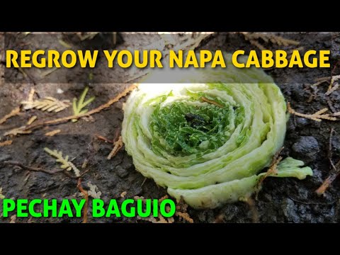 video-linktoworks-REGROW YOUR NAPA CABBAGE | PECHAY BAGUIO | CHINESE...