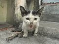 Cripple Kitten Cripple Kitten