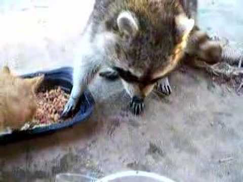 Zorro the Raccoon Drinks from a Tumbler