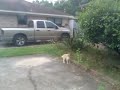 epic fail - Bird Bullies Cat !!! w/YouTube Editor