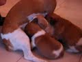 mamma Talita scappa dai cuccioli affamati (29 gg)