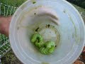 John feeds the hornworms to the chickens