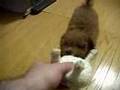 Caniche video