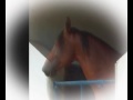 Brazilian Gaited Horse - 2 Mixed