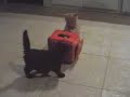 O� est le chaton