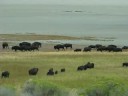 Antelope Island #2