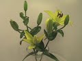 Create: Time-lapse flowers