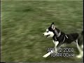 Run free!