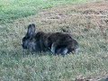 Rex is a lawnmower.