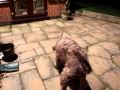 Labradoodle flashing collar.