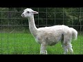 Enchanted Forest Alpacas