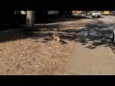 Walking Killer in Sunny California Walking Killer in Sunny California