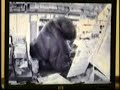 Store robber dives behind counter after pushing 8 YO girl Store robber dives behind counter after pushing 8 YO girl