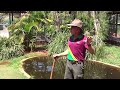 Saltwater Crocodile Attack Part 1