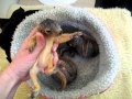 Bunch of baby squirrels, one has a head injury, Animal Advocates, Mary Cummins