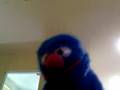 867-5309 (Jenny) - Tommy Tutone (Sung By A Sock Named Angry)