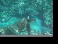 Hanauma Bay Dive Tours Hanauma Bay Dive Tours